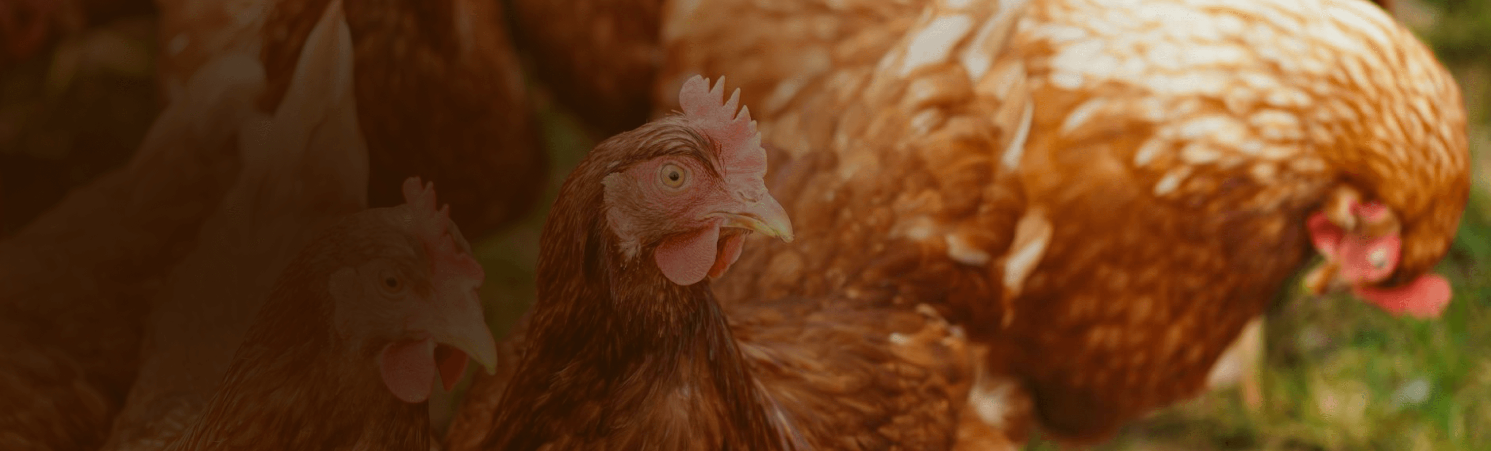 Chickens